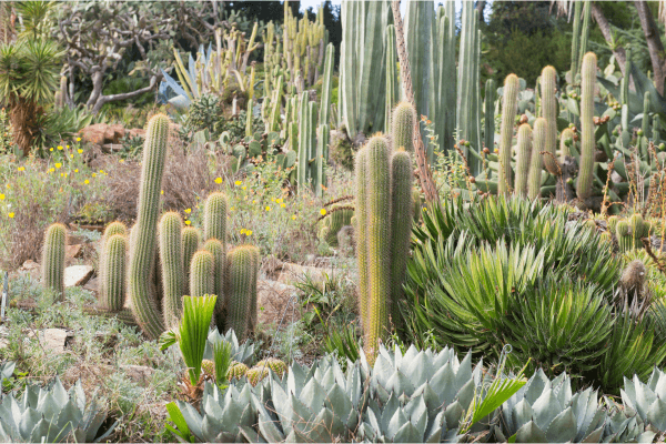 Paisagismo Sustentável com Materiais Ecológicos para Jardins Residenciais de Baixa Manutenção em regiões semiáridas