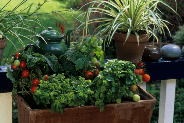 Criando e Mantendo uma Horta Sustentável em Casa ou Apartamento com Tecnologias e Soluções Inovadoras para Cultivar Alimentos em Pequenos Espaços